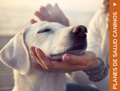 Planes de Salud Perros - Nos gustan los perros y somos expertos en perros